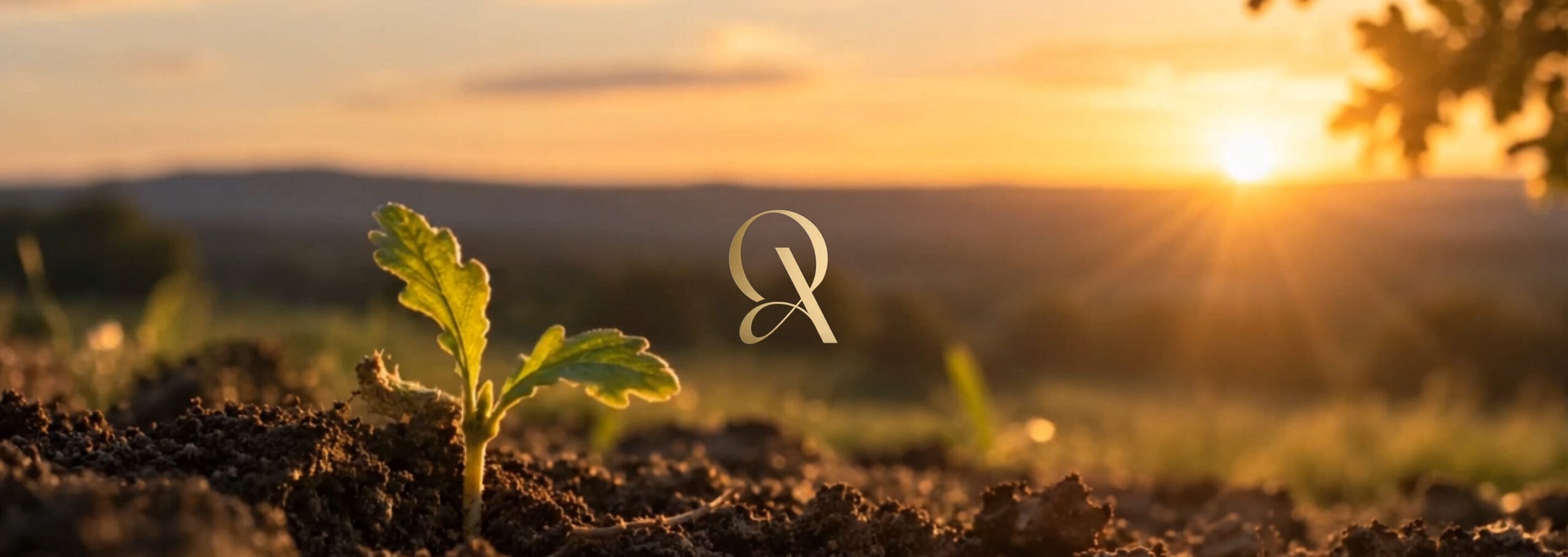 A seedling in freshly turned earth at sunrise, with the Oakmere monogram